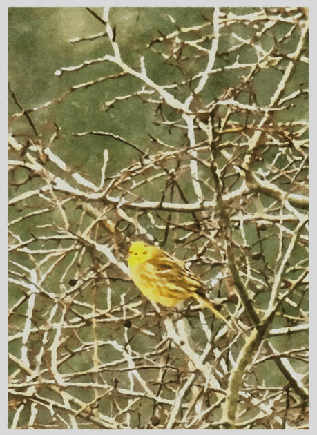 Yellow Bird - WaterPaint (2)
