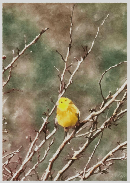 Yellow Bird - WaterPaint (3)